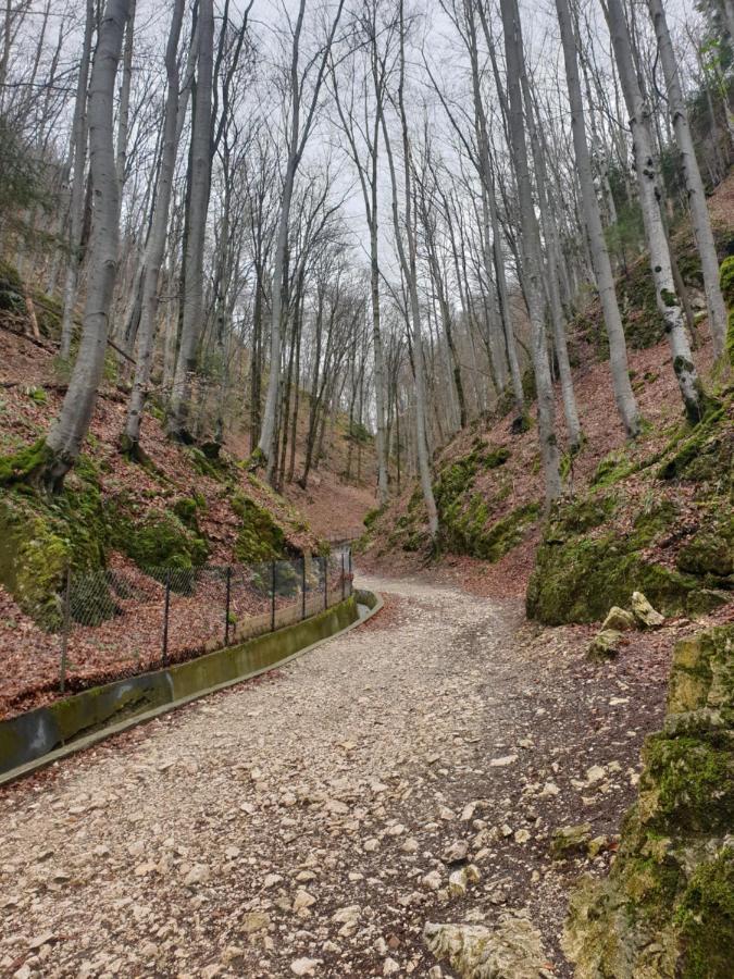 Vila Dionysos Brasov Ghimbav Buitenkant foto
